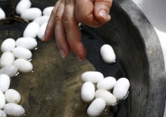 Kepompong Ulat Sutera Bahan Penting untuk Perawatan Wajah