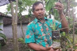 Diberi Popok, Warna Anggrek Lebih Terang