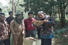 Peternak di Banaran Terus Menjaga Kualitas Madu Hitam