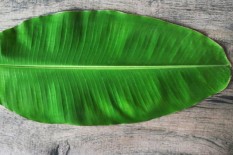 Tak Hanya Sebagai Pembungkus Makanan, Daun Pisang juga Berkhasiat untuk Ini ...