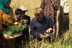 Jelang Panen, Warga Wedomartani Gelar Wiwitan