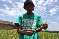 Keluhan Serangan Wereng di Piyungan Segera Direspons Dinas