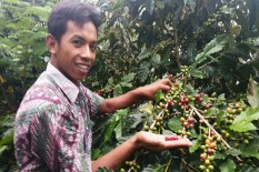 Untuk Kopi Suroloyo, Tradisi Wiwitan Siap Dilangsungkan
