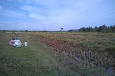 Lepas dari Bencana, Petani Tanami Sawah Lagi