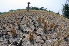 Musim Kemarau Mulai Landa Jawa Tengah