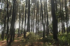 Menikmati Pesona Alami Gunung Pancar