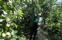 Piknik ke Kota Batu Wajib Petik Buah