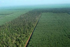 Memprihatinkan, Setahun Hutan Tropis yang Hilang Seluas Belgia