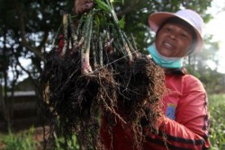 Warga 2 Dusun di Gunungkidul Dilatih Tanam Jahe Merah