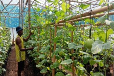 Pengembangan Teknologi Greenhouse Butuh Perhatian Pemerintah