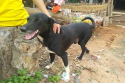 Viral, Anjing Cacat Ini Selamatkan Bayi Yang Dikubur Hidup-Hidup