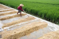 Setelah 4 Tahun, Pemerintah bakal Naikkan HPP Gabah