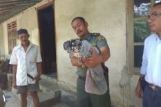 BKSDA Lepaskan 2 Elang ke Alam Liar di Hutan Wanagama 