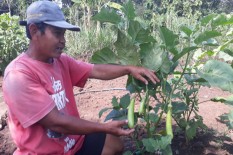 Hujan Menghilang, Petani Andalkan Air Sumur