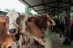 Ini yang Dilakukan Gunungkidul untuk Mencegah Meluasnya Antraks…