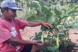 Ini Cara Petani Gunungkidul Membuat Tanaman Tetap Segar di Musim Kemarau..