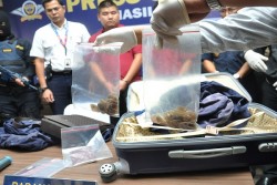 Di Vietnam, 5 Ton Sisik Trenggiling Disembunyikan di Peti Kemas Kacang Mete