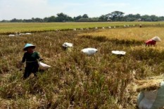 Petani di Delanggu Klaten Risau, Pencuri Memetik Padi Langsung di Sawah dan Sisakan Jerami
