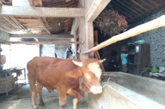 Gunungkidul Positif Antraks, DPKPP Klaten Hati-Hati