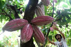 Permintaan Coklat di Asia Meningkat, Biji Kakao Harus Didatangkan dari Afrika dan AS