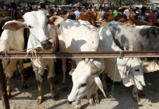 Antisipasi Penyebaran Antraks, Penyemprotan Formalin Dilakukan Berulang