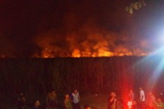 Rugi Rp140 Juta, Lahan Tebu Siap Panen di Sragen Hangus Terbakar