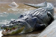 Ngeri, Kakak Beradik Diterkam Buaya Saat Mencari Ikan