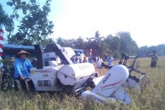 3.000 Hektare Sawah di Bantul Panen 