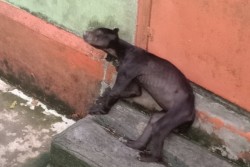 Kurus Kering, Beruang Madu di Singkawang Ini Dikira Anjing