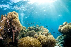 KM Nusa Kenari Tenggelam, Penumpang Selamat Berenang ke Pantai 