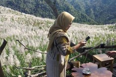 Berfoto Cantik di Depan Hamparan Bunga Tebu Tegal Gendu