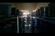 Belum Ada Investor Melapor, Polres Sragen Dalami Kasus Investasi Semut Rangrang