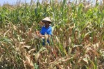 Gangguan Cuaca di AS Picu Harga Jagung Sentuh Level Terkuat 5 Tahun Terakhir