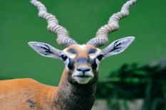 Pantau Kesehatan Hewan di Jurug, Semua Satwa Dicek Darah