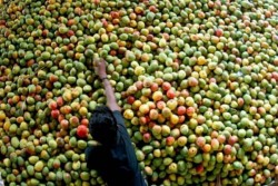 Tahukah Anda, Kulit Mangga Lebih Kuat untuk Antikanker daripada Buahnya