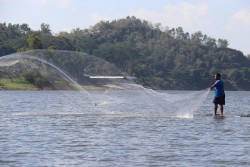 Red Devil Turunkan Populasi Ikan Lokal di Waduk Sermo
