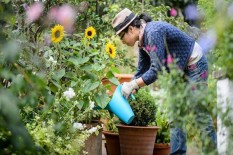 Berkebun Beri Manfaat Bagi Kesehatan Mental
