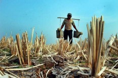 Hari Tanpa Hujan Ekstrem Akan Terjadi di Jatim, Bali, dan NTT