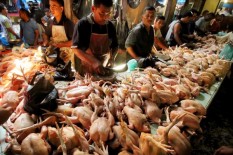 Harga Daging Ayam di Jogja Melambung, Harusnya Bisa Lebih Murah, Ini Penjelasan Pengusaha Peternak Ayam