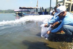 Populasi Ikan Nila dan Tawes di Waduk Sermo Turun Akibat Red Devil, 1,2 Juta Bibit Ditebar