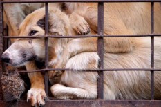 Ternyata, Anjing dari Wonogiri Banyak Dipasok ke Solo, Karanganyar, dan Jogja untuk Dimasak Rica-Rica