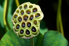 Bergidik saat Melihat Foto Ini? Artinya Anda Mengalami Trypophobia