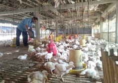 Harga Ayam Anjlok, Peternak di Kulonprogo Rugi Puluhan Juta Rupiah