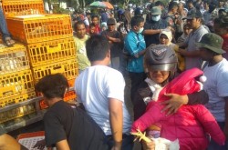 Belum Dibagikan, Ayam Gratis Sudah Diserbu Warga di Timur Balai Kota
