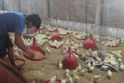Kandang dengan Alat Modern Diduga Sebabkan Anjloknya Harga Ayam