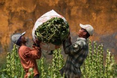 Petani Tembakau Yakin Produksi Tahun Ini Tumbuh 22,69%