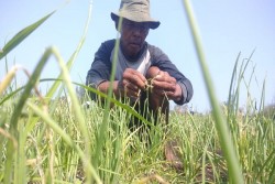 Diserang Ulat, Bawang Merah di Bantul Terancam Gagal Panen