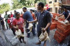Pemerintah Terjunkan Tim untuk Investigasi Anjloknya Harga Ayam Broiler