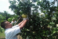 Kekeringan di Magetan, Puluhan Hektare Pohon Jeruk Mati