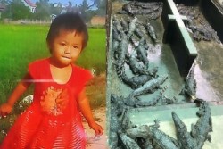 Batita 2 Tahun Dimakan Hidup-Hidup oleh Buaya